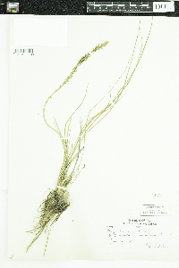 Triglochin maritima image