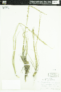 Triglochin maritima image