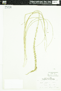 Triglochin maritima image