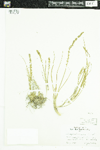 Triglochin maritima image
