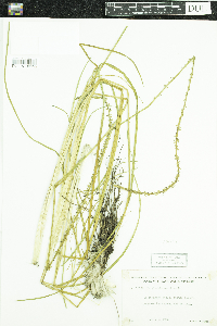 Triglochin maritima image