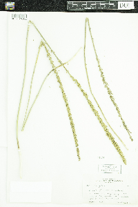 Triglochin maritima image