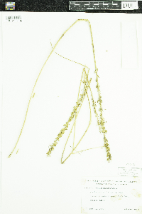 Triglochin maritima image