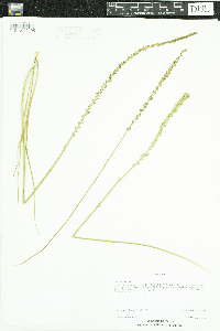 Triglochin maritima image