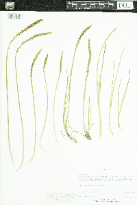 Triglochin maritima image