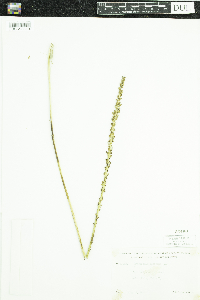 Triglochin maritima image