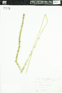 Triglochin maritima image