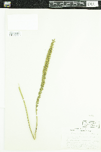 Triglochin maritima image