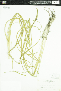 Triglochin maritima image