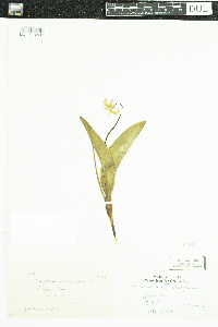 Erythronium grandiflorum image