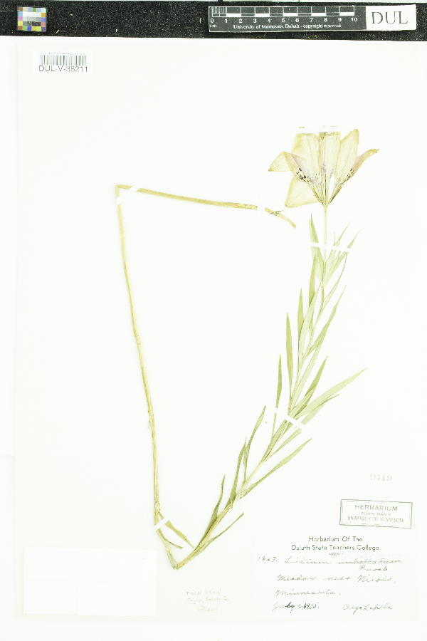 Liliaceae image
