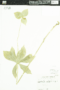 Medeola virginiana image
