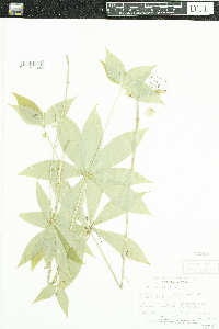 Medeola virginiana image