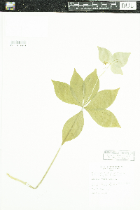 Medeola virginiana image