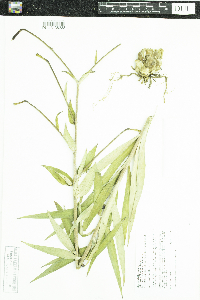 Image of Lilium lancifolium