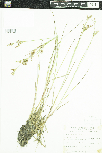 Juncus brachycephalus image