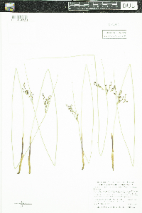 Juncus arcticus image