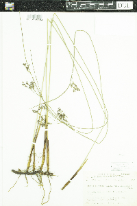 Juncus arcticus var. balticus image