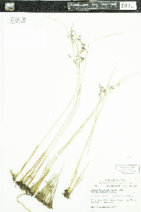 Juncus arcticus var. balticus image