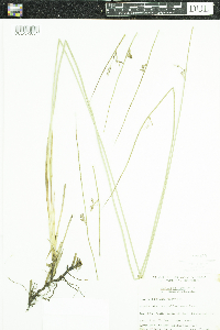 Juncus arcticus var. balticus image