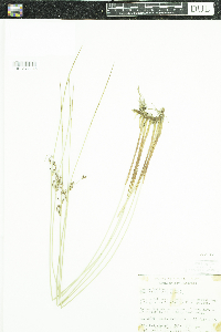 Juncus arcticus var. balticus image