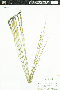 Juncus arcticus var. balticus image