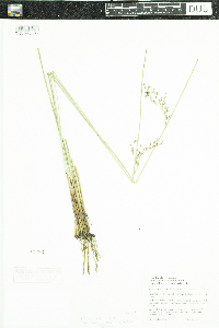 Juncus arcticus var. balticus image