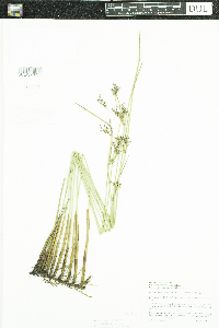 Juncus arcticus var. balticus image