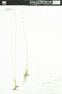 Juncus arcticus var. balticus image