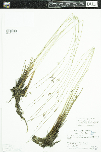 Juncus arcticus var. balticus image