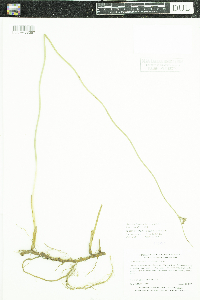 Juncus arcticus var. balticus image