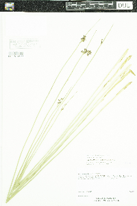 Juncus arcticus var. balticus image