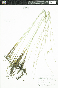 Juncus arcticus image