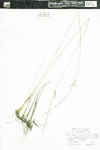 Juncus arcticus var. balticus image