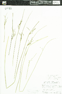Juncus arcticus var. balticus image