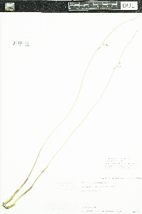 Juncus arcticus var. balticus image