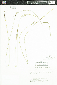 Juncus arcticus var. balticus image