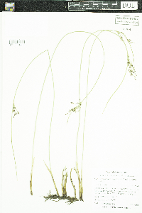 Media resource of Juncus arcticus