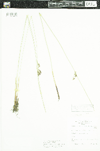 Juncus arcticus var. balticus image