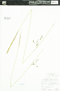 Juncus arcticus var. balticus image