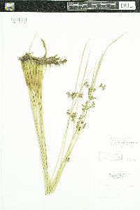 Juncus arcticus var. balticus image
