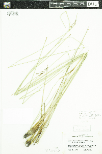 Juncus arcticus var. balticus image