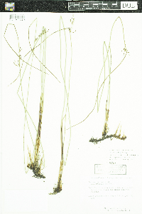 Juncus arcticus var. balticus image
