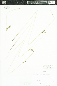 Juncus arcticus var. balticus image