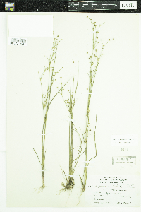 Juncus alpinoarticulatus image