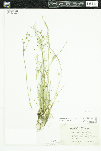 Juncus alpinoarticulatus image
