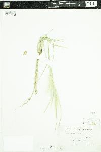 Hordeum jubatum image