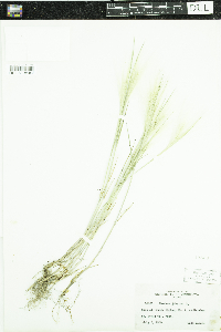 Hordeum jubatum image