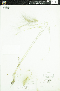 Hordeum jubatum image