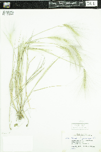Hordeum jubatum image